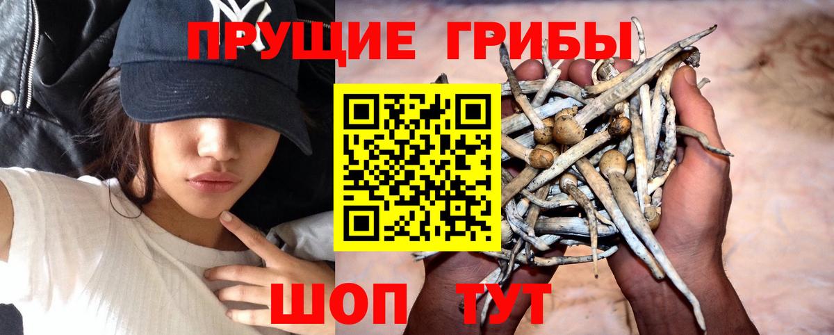 Белореченск  Галлюциногенные грибы прущие грибы  Вход с VPN 